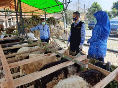 Distanak Pemkab Lebak Cek Kondisi Kesehatan Hewan Kurban di Pedagang
