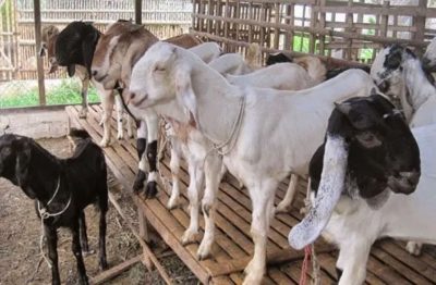 Arief R. Wismansyah: Daging Kurban Harus Dibagikan Door to Door