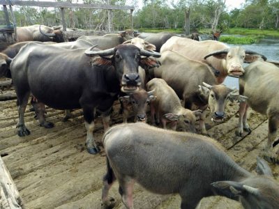 Pemkab Lebak Kembangkan Pembibitan Dorong Populasi Ternak Kerbau