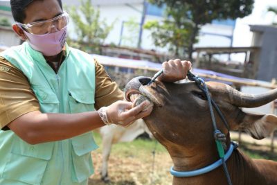 Pemkot Tangsel Cek Kesehatan Hewan Kurban Jelang Idul Adha