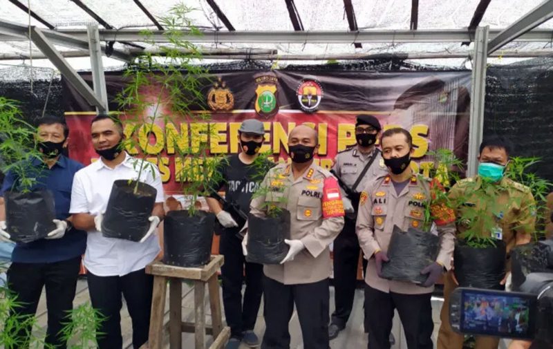 Polisi Tangkap 3 Pelaku Penanam Pohon Ganja di Karang Tengah