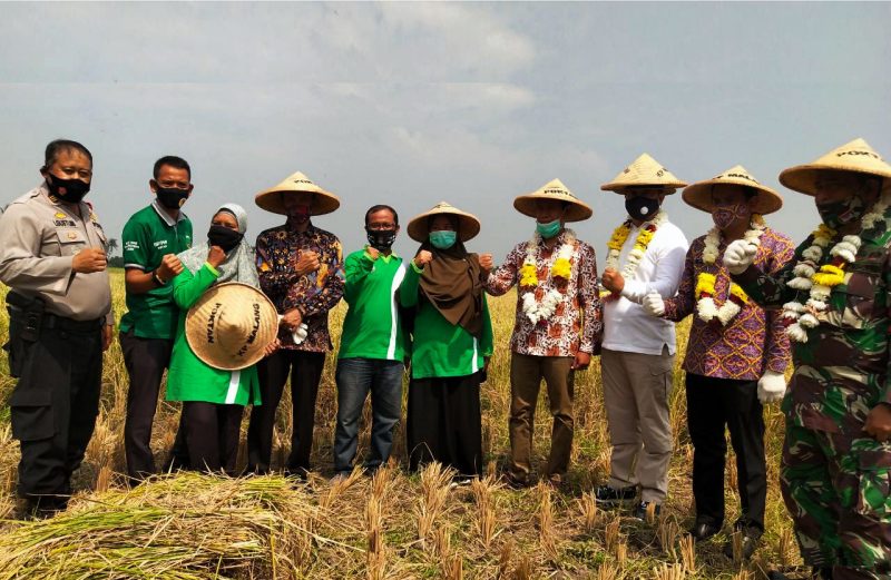 Jaga Ketahanan Pangan, Kelompok Tani Kampung Malang Gempol Sari Panen Raya 110 ton Padi