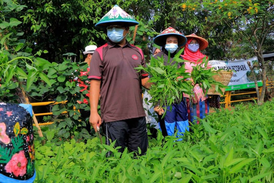 Walikota Arief Panen Sayuran Bersama Warga di Ecofarm Mekarsari