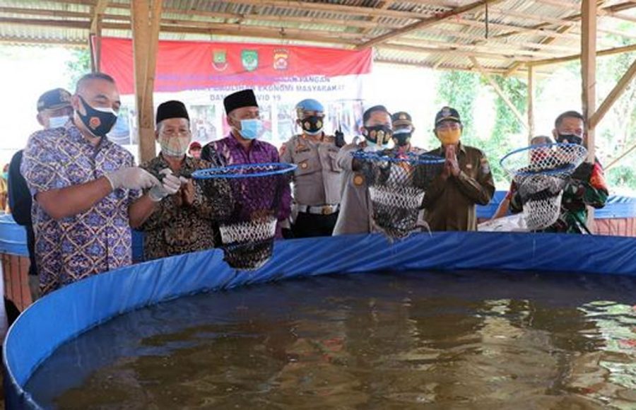 Kapolresta Tangerang Bersama Bupati Zaki Panen Raya Ketahanan Pangan Jagung Hibrida dan Ikan Lele