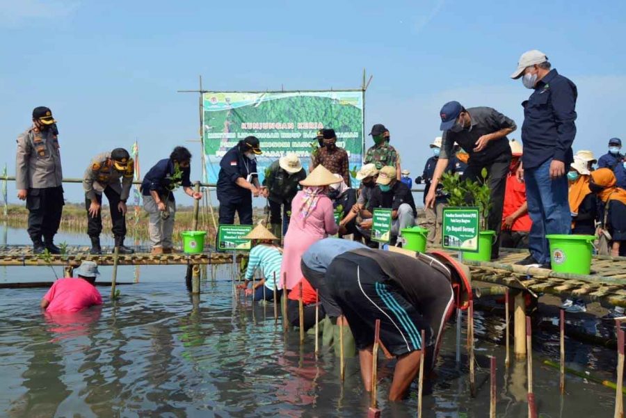 Kementrian LHK Tanam 15.000 Batang Mangrove di Desa Lontar