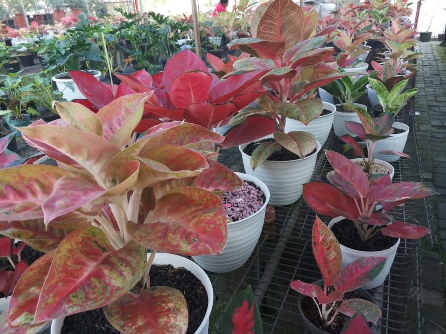 Harga Aglonema Masih Tinggi, Omset Penjualan Tanaman Hias Terus Meningkat