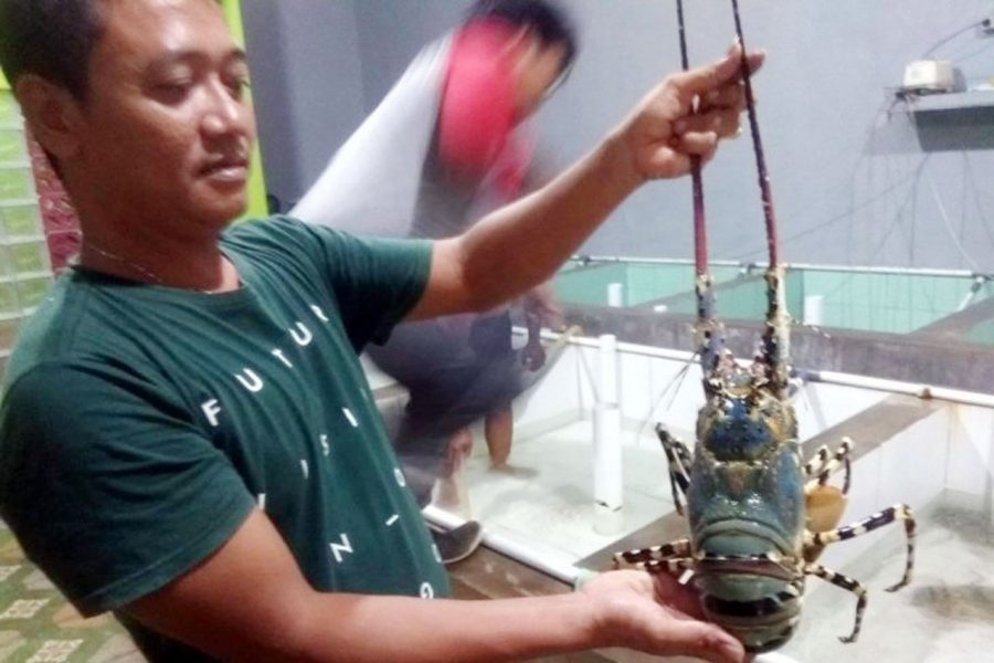 Nelayan Lebak Selatan Raup Keuntungan Dari Panen Lobster