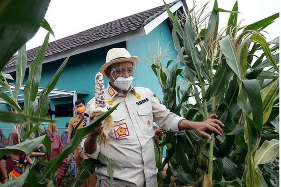 Wahidin Halim Ikut Memanen Jagung Ketan di Wilayah Percontohan Sitandu Provinsi Banten