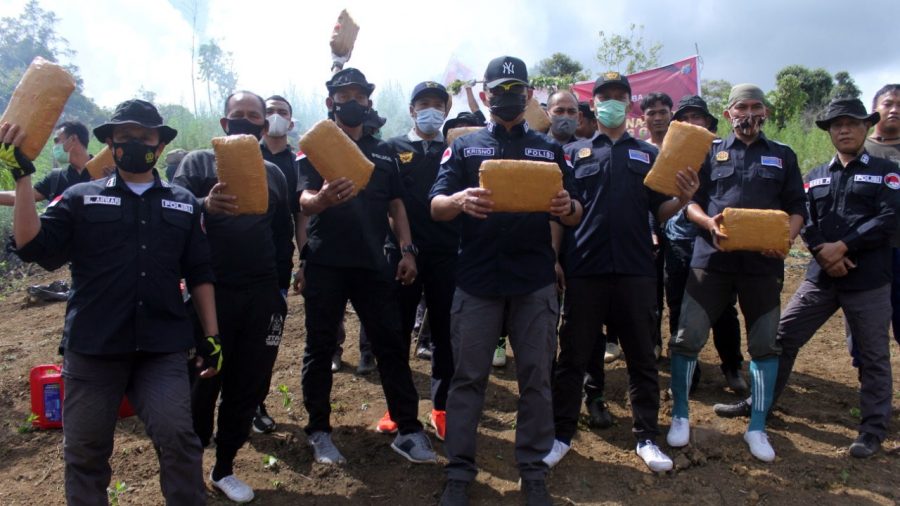 Bareskrim Polri Musnahkan 5 Hektare Ladang Ganja di Mandailing Natal Sumut