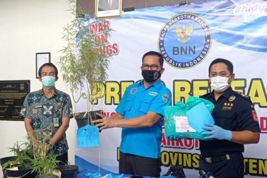 BNNP Banten Amankan Dua Pengedar Narkoba dan 11 Batang Pohon Ganja