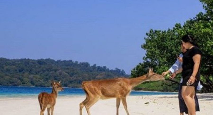 Wisatawan Taman Nasional Ujung Kulon Wajib Bawa Surat Hasil Rapid Tes