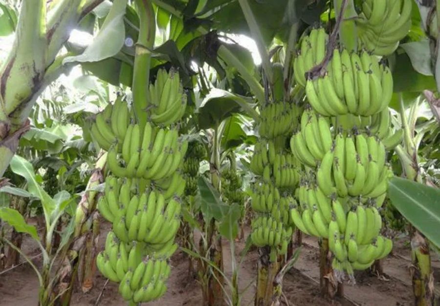 Petani Lebak Kembangkan Budidaya Pisang Dalam Meningkatkan Pendapatan