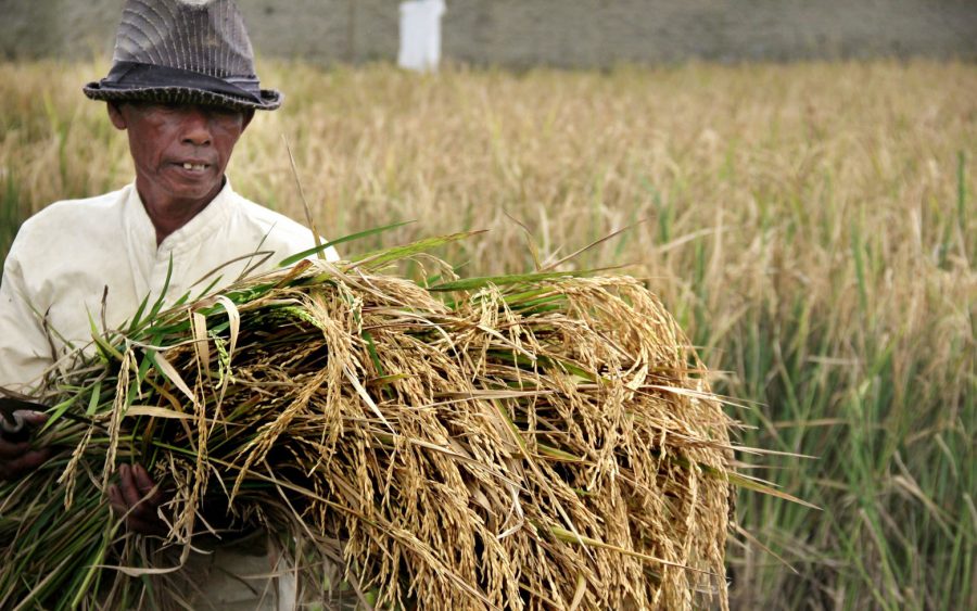 Provinsi Banten Tempati Posisi Sembilan Besar Produsen Beras Nasional