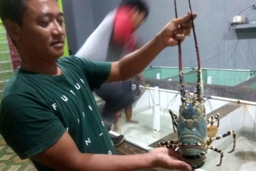 Harga Lobster Tangkapan Nelayan di Lebak Meningkat Naik