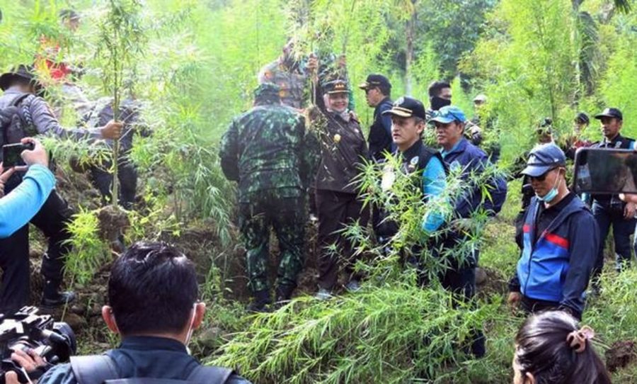 BNN Musnahkan 9 Hektare Ladang Ganja di Pedalaman Aceh Utara