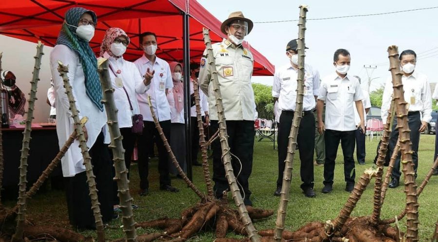 Gubernur: Singkong Bisa Menjadi Makanan Pengganti Nasi