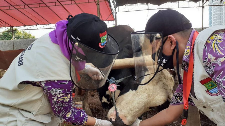 Pemkab Tangerang Terjunkan Petugas Pemeriksaan Hewan Kurban