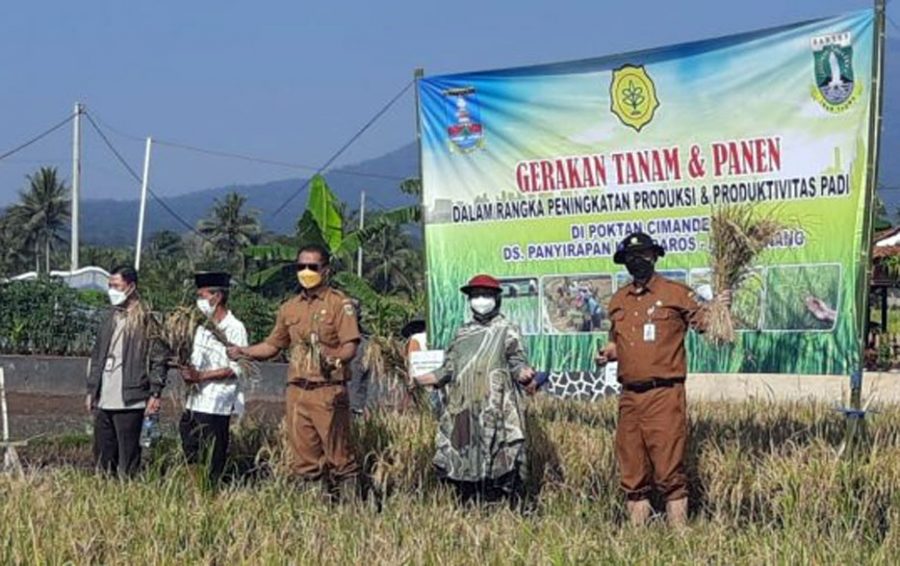 Diprediksi 37 Ribu Hektare Luasan Lahan Musim Tanam Ketiga Provinsi Banten   