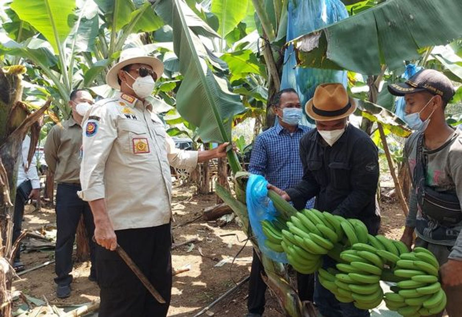 Gubernur Banten: Perkebunan Pisang di Lebak Sangat Potensial dan Produktif