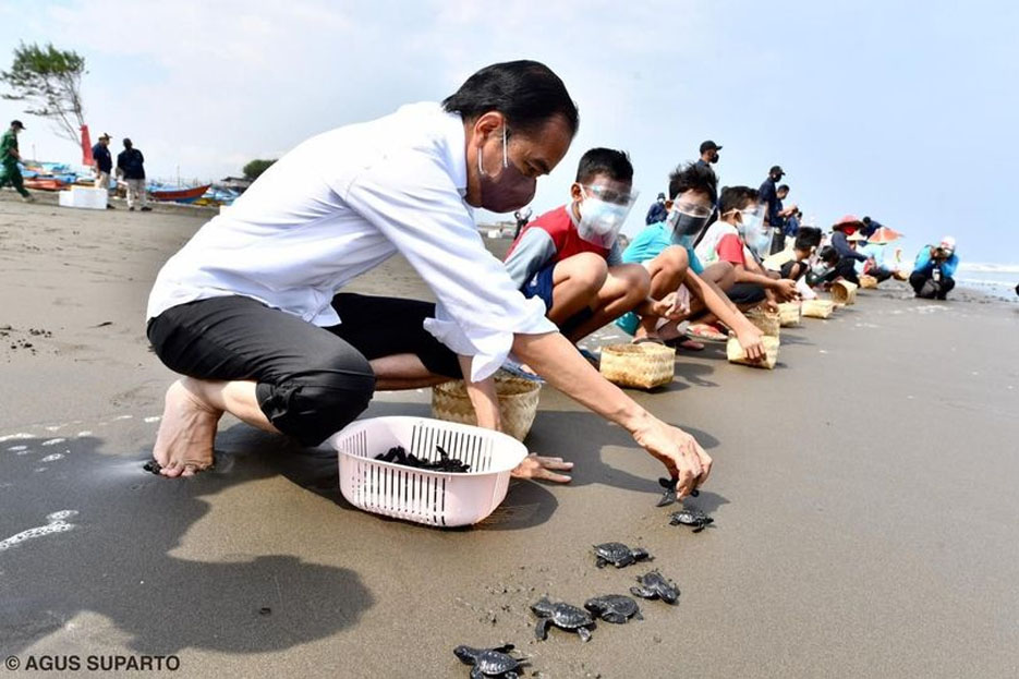 Presiden Jokowi Lepas Liarkan 1.500 Tukik di Cilacap