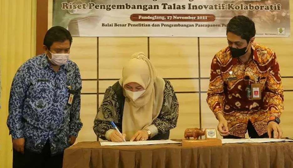 Tim RPIK Balitbang Kementan RI Akan Kembangkan Agorindustri Talas Beneng