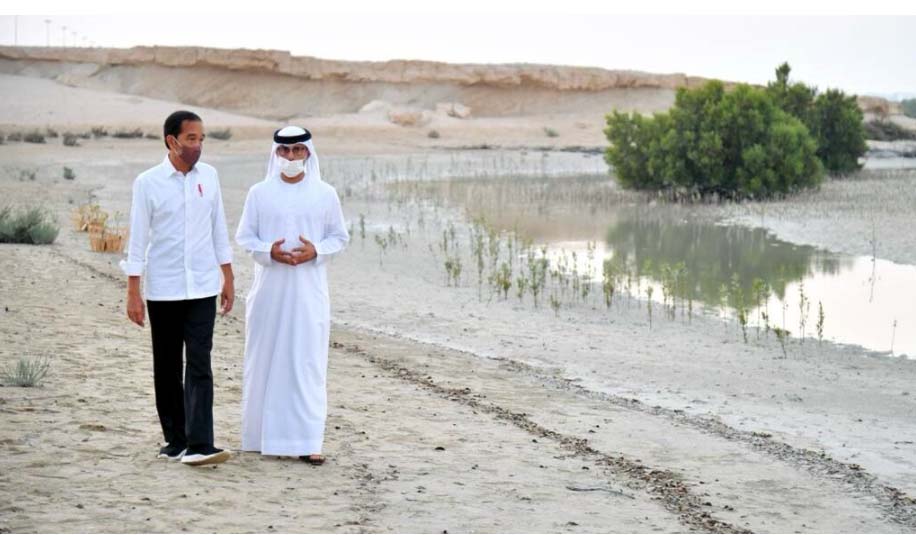Presiden Jokowi Tanam Mangrove di Abu Dhabi