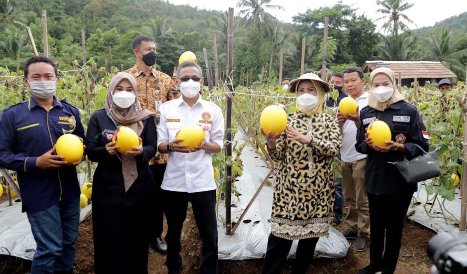 Bupati Serang Tinjau Panen Raya Melon Golden di Kampung Gurait