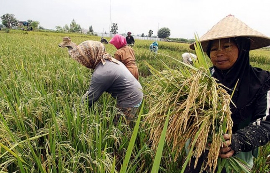 Provinsi Banten Masuk 9 Besar Produsen Beras Nasional