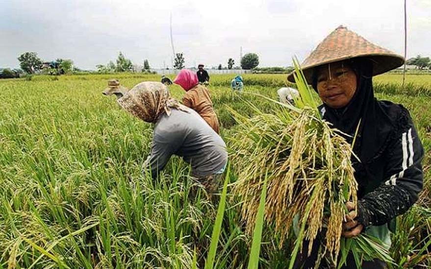 Tekan Stunting, Distan Kabupaten Serang Produksi Beras Nutri Zinc