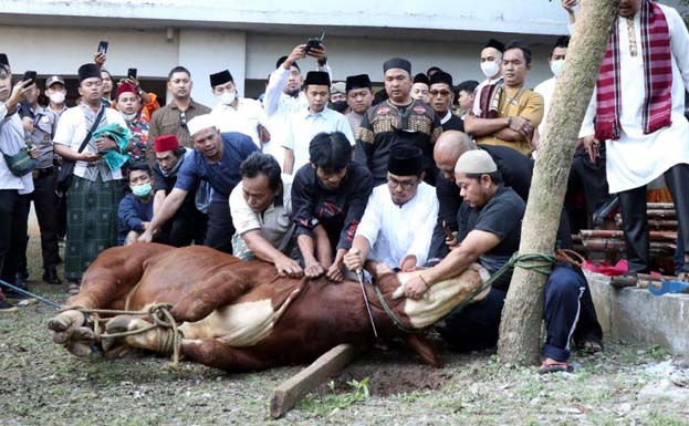 Pilar Saga Turut Sembelih Hewan Kurban di Masjid Al-Ithisom