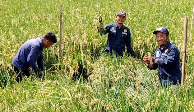 DPKP Gelar Demfarm Intensifikasi Padi Sawah untuk Tingkatkan Produksi