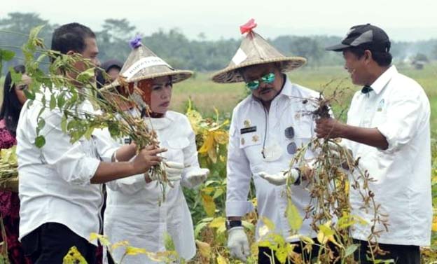 Target Sentra Kedelai Nasional, Petani Kabupaten Serang Dilatih Khusus