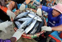 Tangkapan Ikan Tuna dan Cakalang Jadi Andalan Nelayan Lebak