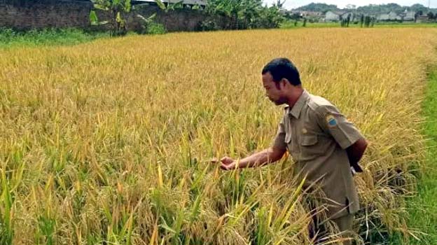 Swasembada Pangan, Pemkab Lebak Kembangkan Benih Cakrabuana