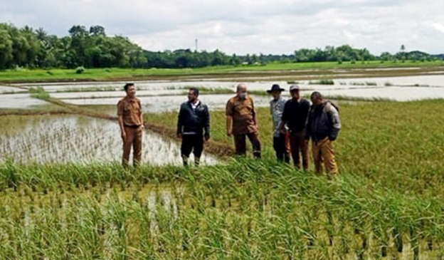 Pemkab Tangerang Usulkan Bantuan Benih Padi untuk Petani