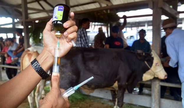 Peternak Sapi di Kota Serang Lakukan Pencegahan Virus LSD
