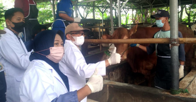 Pemprov Banten Laksanakan Vaksinasi PMK Hewan Ternak