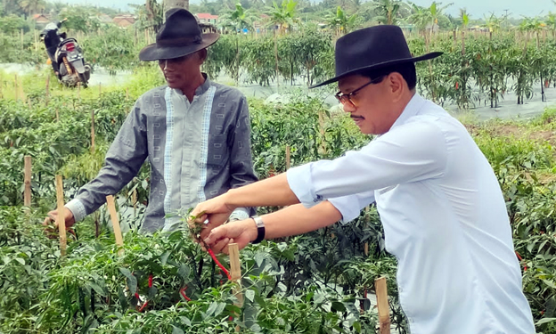 Panen Raya Cabai Sebagai Upaya Penurunan Inflasi di Kota Serang