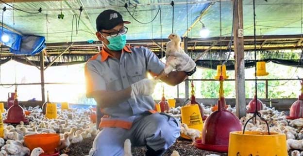 Flu Burung, DPKP Awasi Lalu lintas Ternak di Kabupaten Tangerang