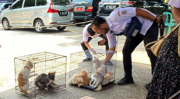 DPKP Kabupaten Tangerang Lakukan Sterilisasi Kucing Liar