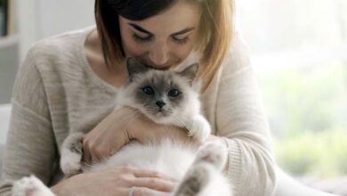 Kenali Gejala dan Penanganan Alergi Bulu Kucing