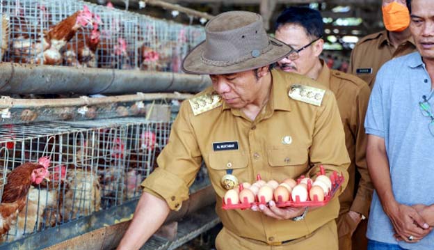 Usai Sidak Pasar Rau, Al Muktabar Tinjau Peternakan Ayam Petelur