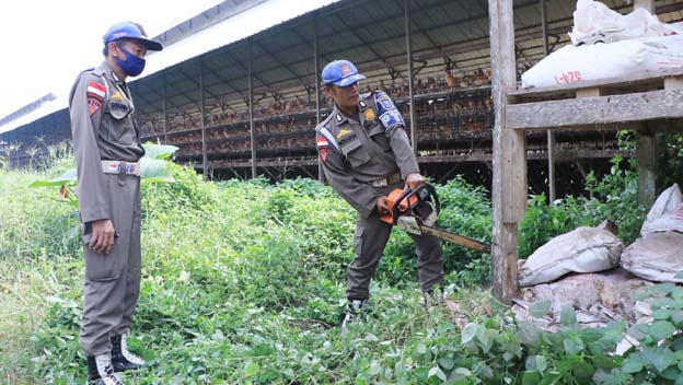 Satpol PP Kabupaten Serang Bongkar Peternakan Ayam di Cikeusal