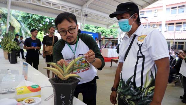 Pecinta Tanamanan Hias Ikut Kontes Sanseveira di Kota Tangerang