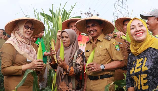 Sachrudin Apresiasi Panen Jagung Bersama Kelpmpok Tani di Cikokol