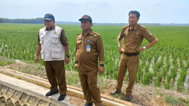 Antisipasi El Nino, Pemprov Banten Jaga Keberlangsungan Produksi Padi