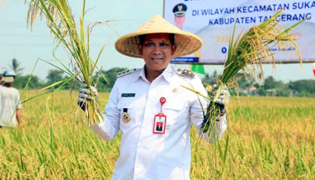 PJ Bupati Tangerang Gelar Panen Raya Padi Bersama Petani