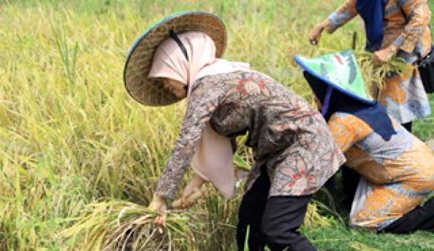 Pemkot Tangerang Gelar Panen Raya Padi di Kelurahan Belendung