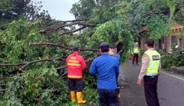 BPBD Imbau Warga Waspada Pohon Tumbang di Musim Hujan