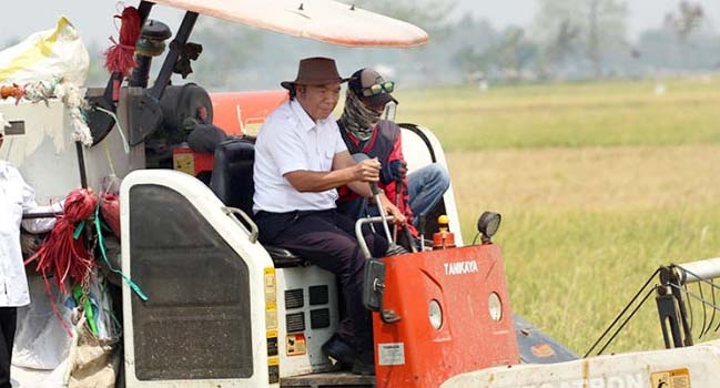 Tiga Komoditas Utama di Provinsi Banten Memasuki Masa Panen